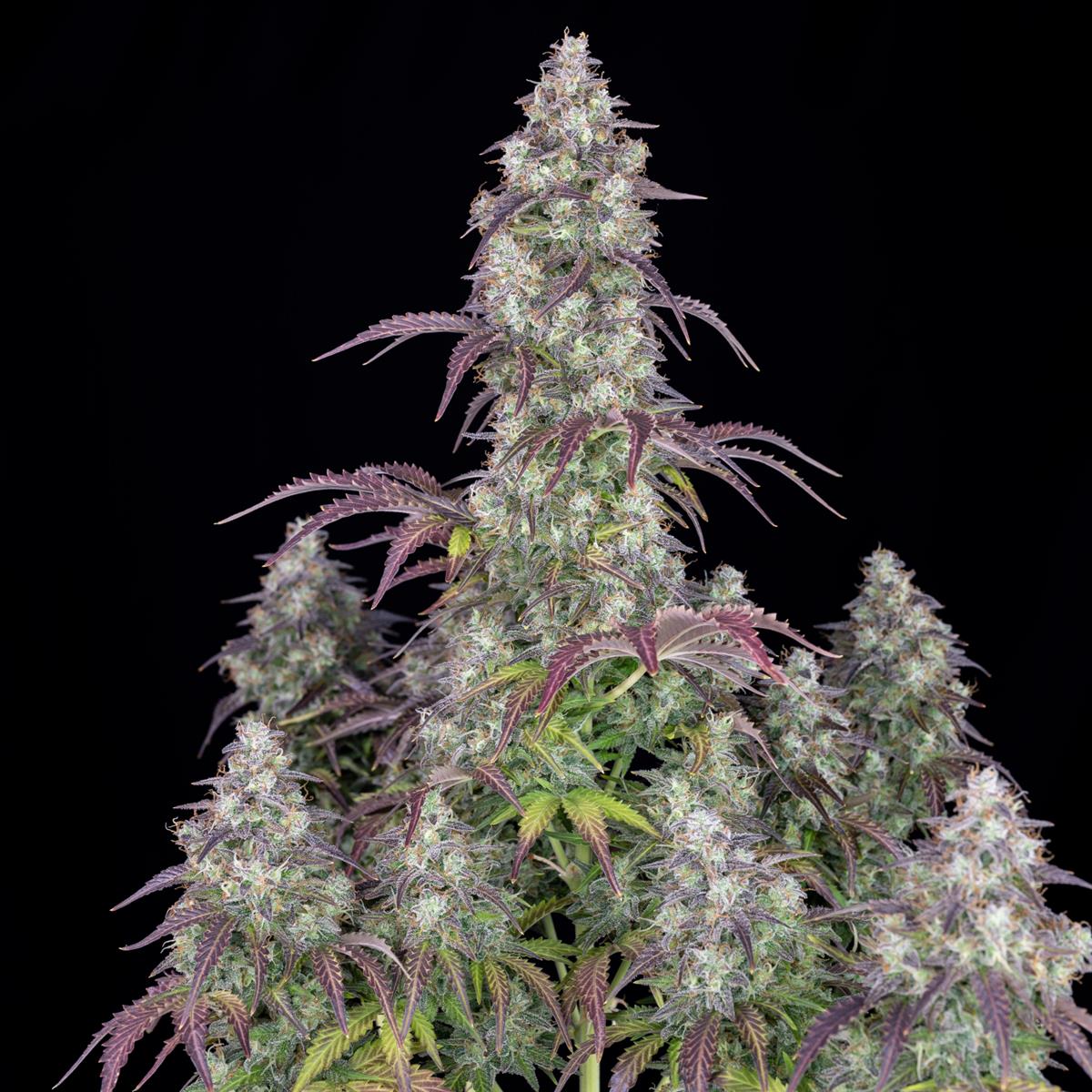 Fast Buds Lemon Pie Auto Fem 3St.
