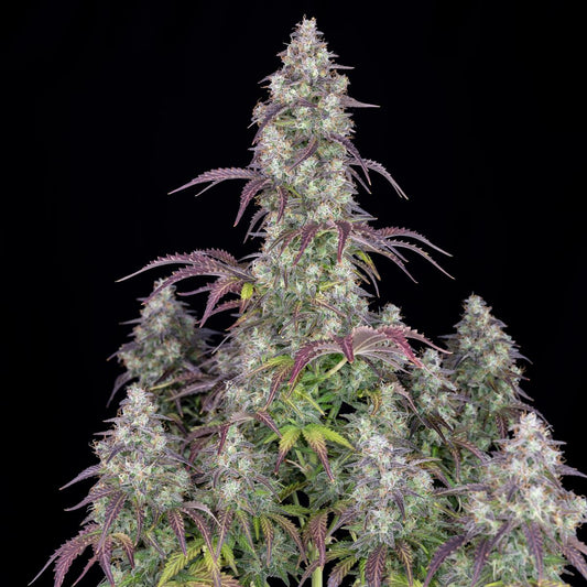 Fast Buds Lemon Pie Auto Fem 3St.