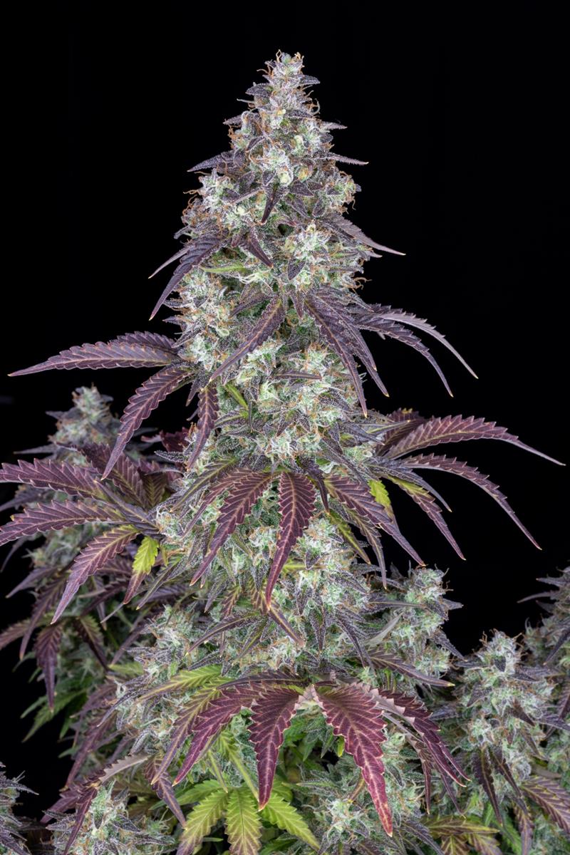 Fast Buds Lemon Pie Auto Fem 3St.