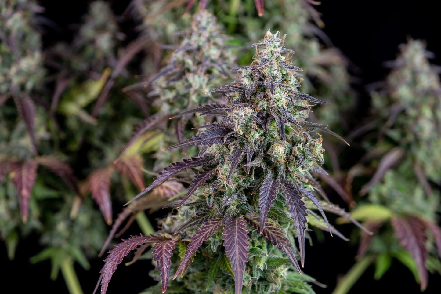 Fast Buds Lemon Pie Auto Fem 3St.