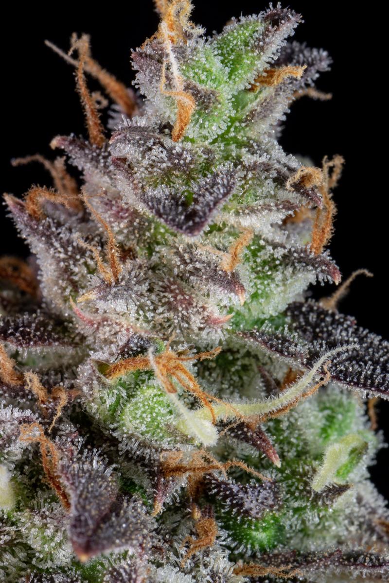 Fast Buds Lemon Pie Auto Fem 3St.