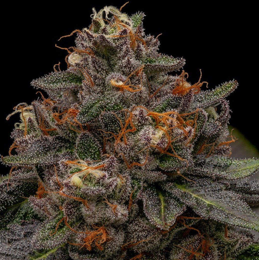 Ripper Seeds Korenji Fem 3St.