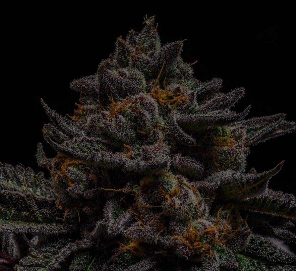 Ripper Seeds Brain Cake Fem 3St.
