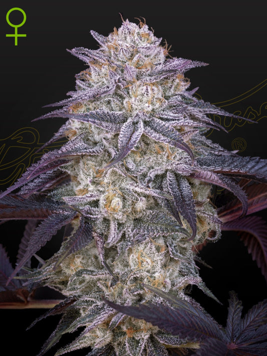 Green House Seed Co. Kings Juice Auto Fem 3St.