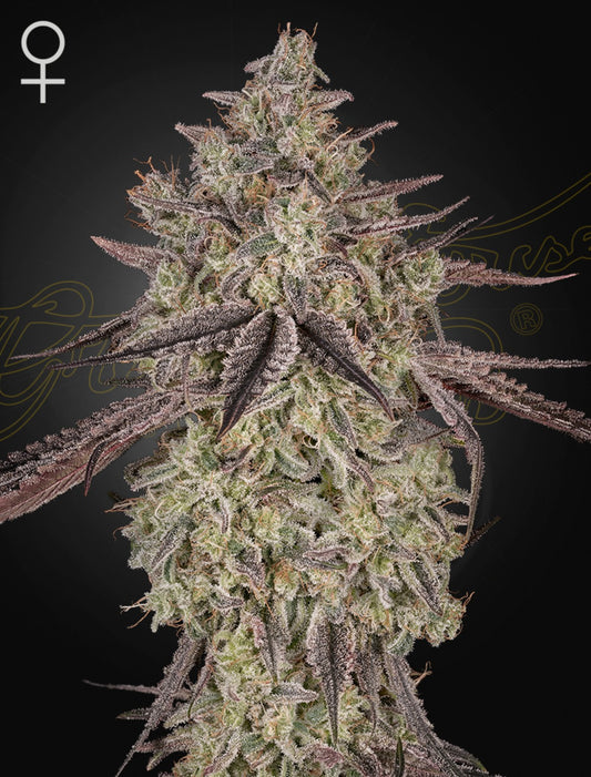 Green House Seed Co. Skywalker Auto Fem 3St.
