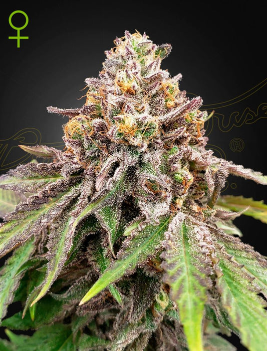Green House Seed Co. Blue Haze x Gelato 41 Auto Fem 3St.