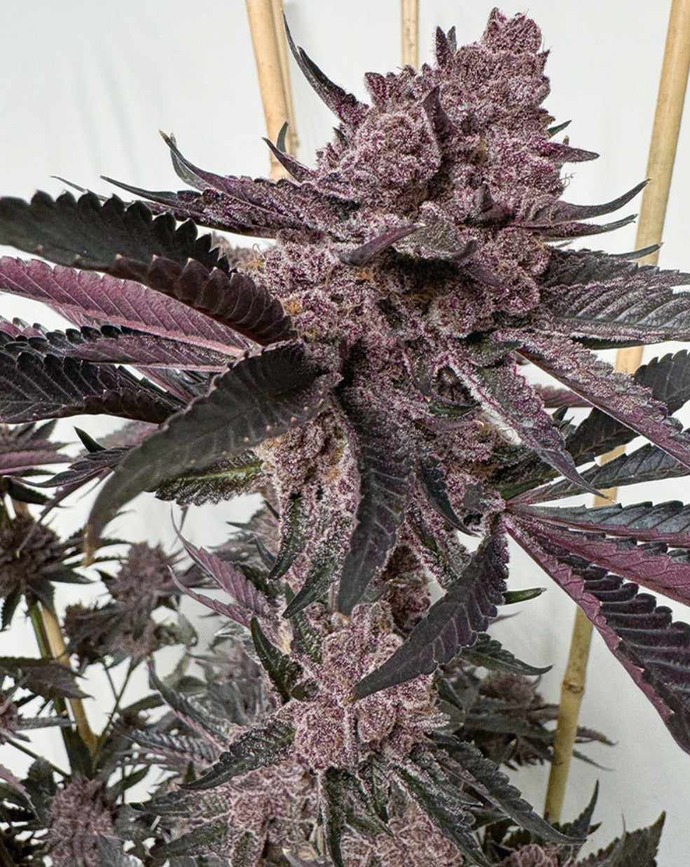 Solfire Gardens Strawmata Fem 3St.