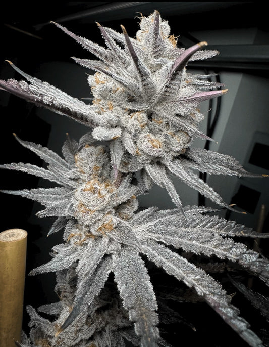 Solfire Gardens Trich Beast Fem 6St.