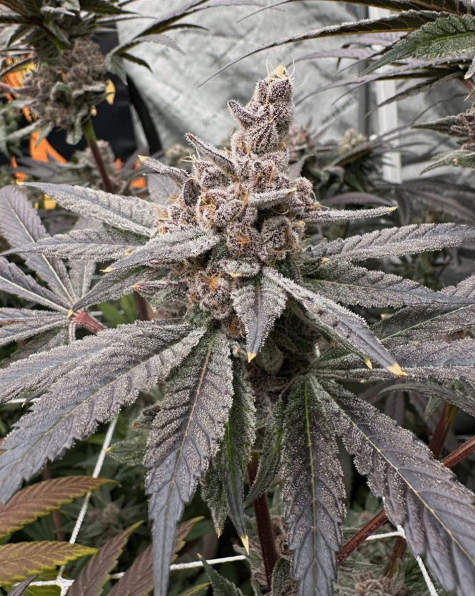 Solfire Gardens Gasserole Fem 6St.