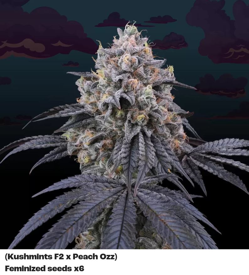 Perfect Tree Peach Clouds Fem 6 St.