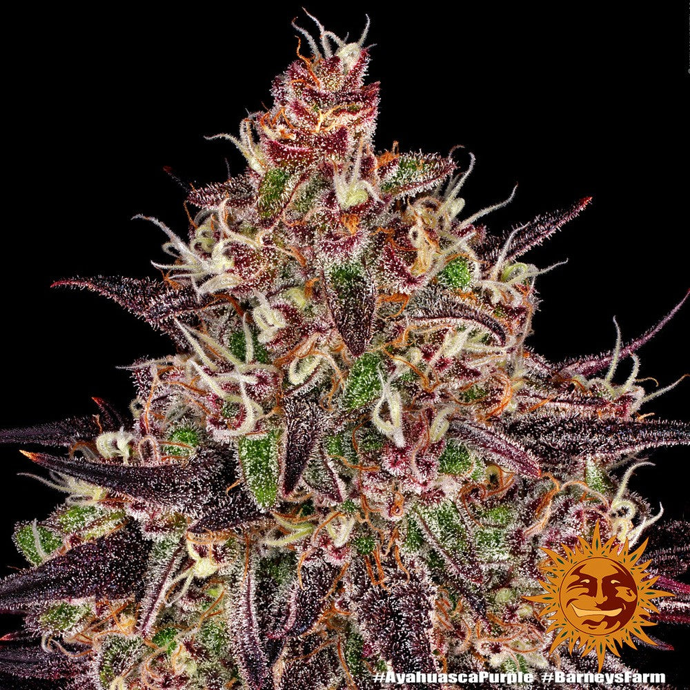 Barneys Farm Ayahuasca Purple Fem 3St.