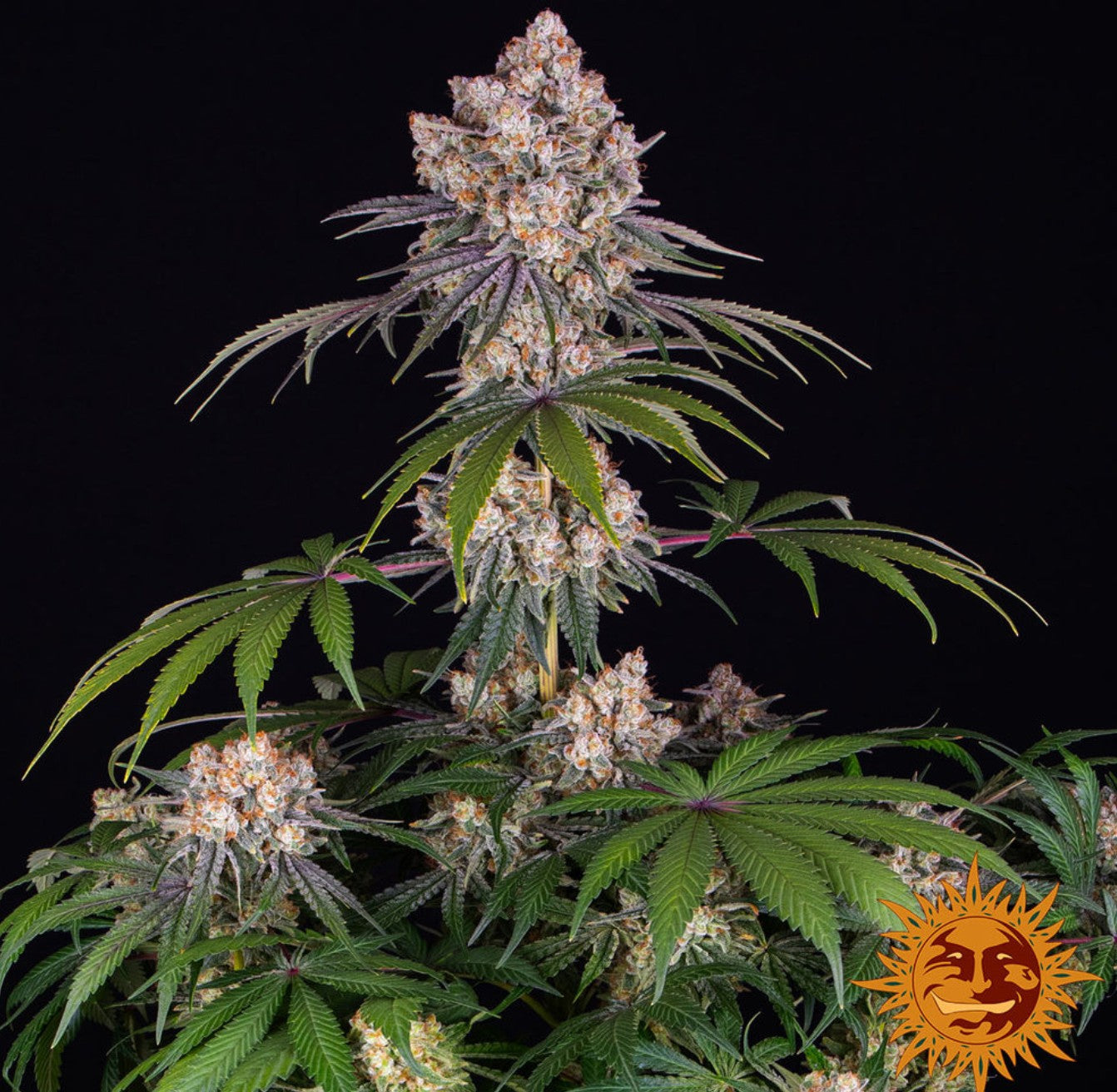 Barneys Farm Ice Cream Cake Fem 3St.