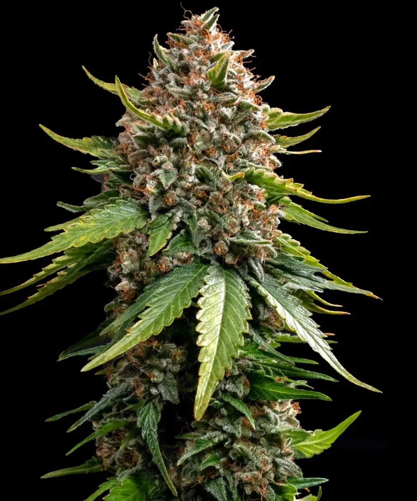 Barneys Farm White Widow XXL Auto Fem 3St.