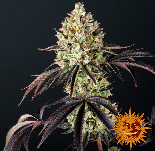 Barneys Farm Glookies Fem 3St.