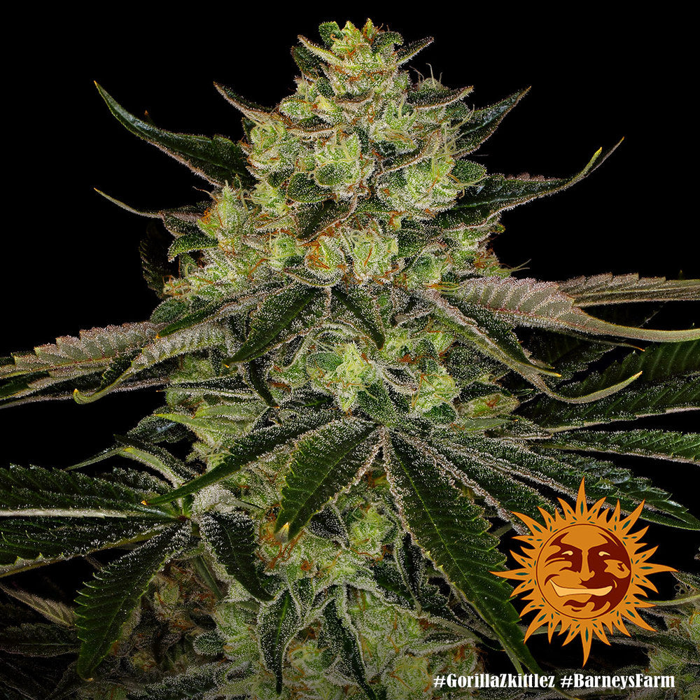 Barneys Farm Gorilla Zkittlez Fem 3St.