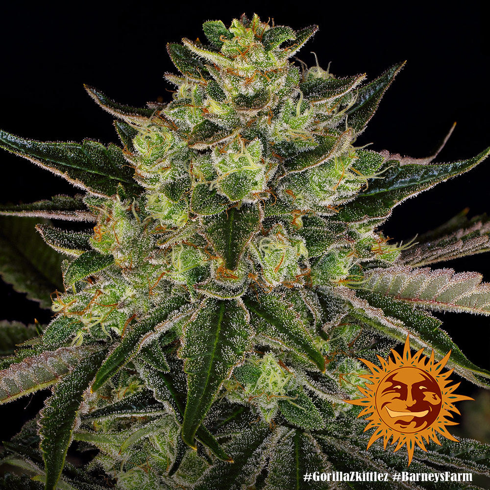 Barneys Farm Gorilla Zkittlez Fem 3St.