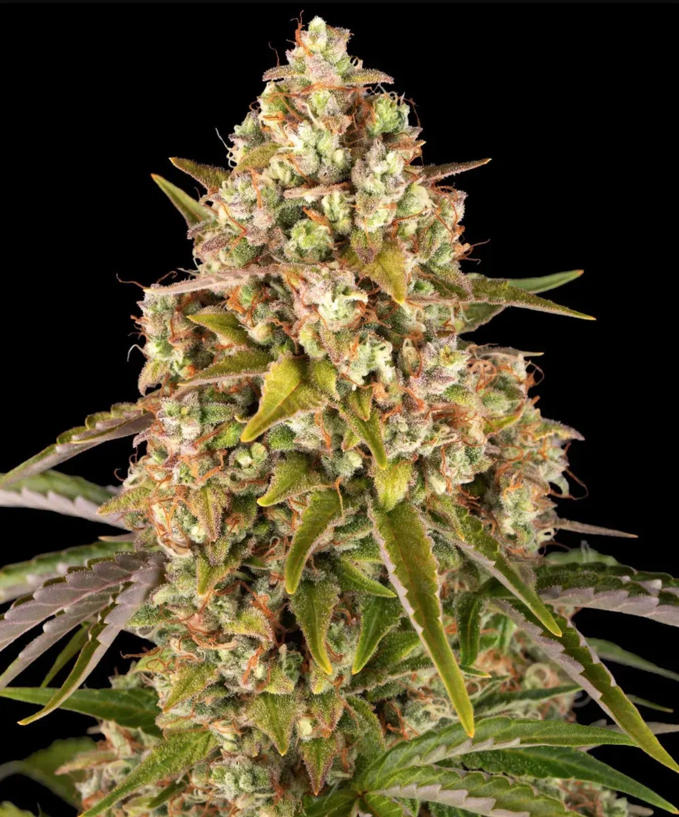 Barneys Farm Critical Kush Auto Fem 3St.