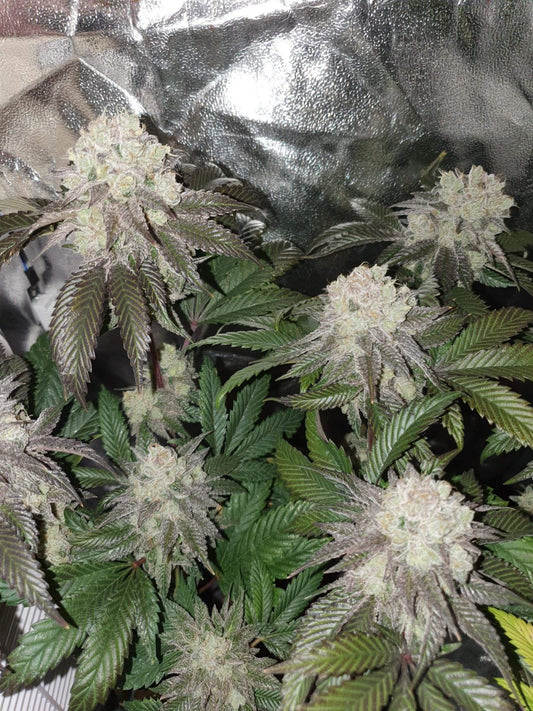 In House Genetics Banana Cake Fem 3St.
