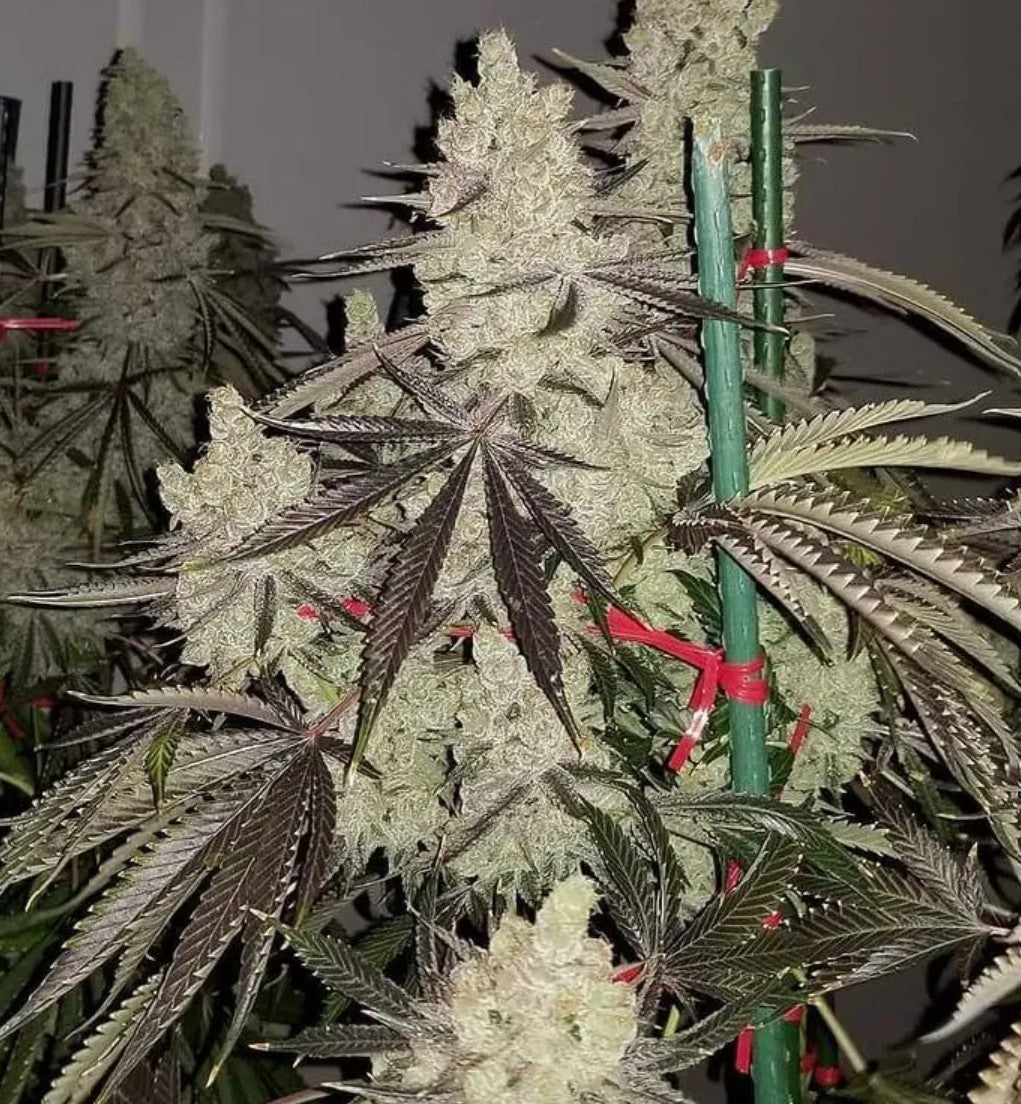 In House Genetics Slurricane IX Fem 3St.