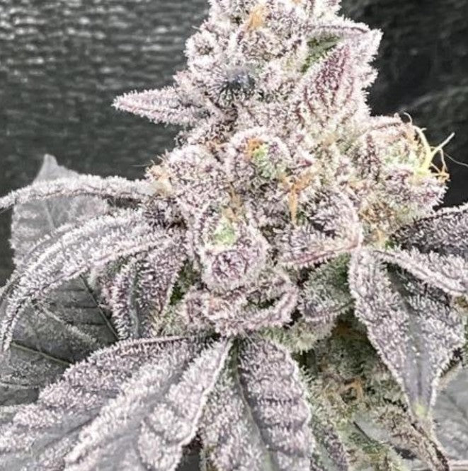 In House Genetics Jelly Breath S1 Fem 3St.