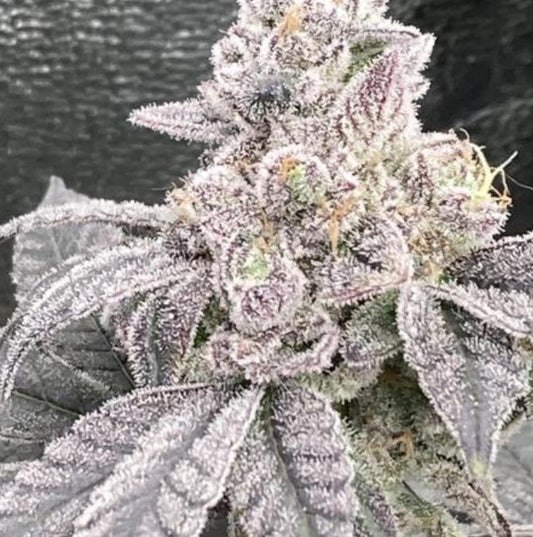 In House Genetics Jelly Breath S1 Fem 3St.