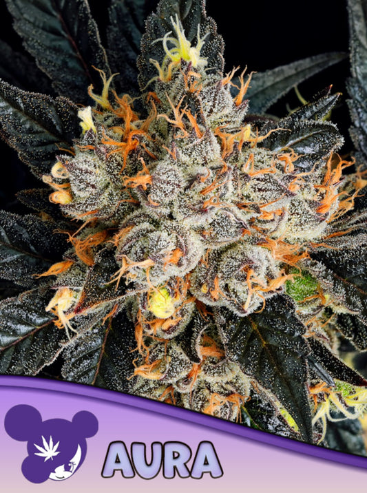 Anesia Aura Fem 3St.