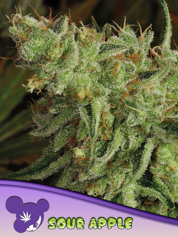 Anesia Sour Apple Fem 3St.