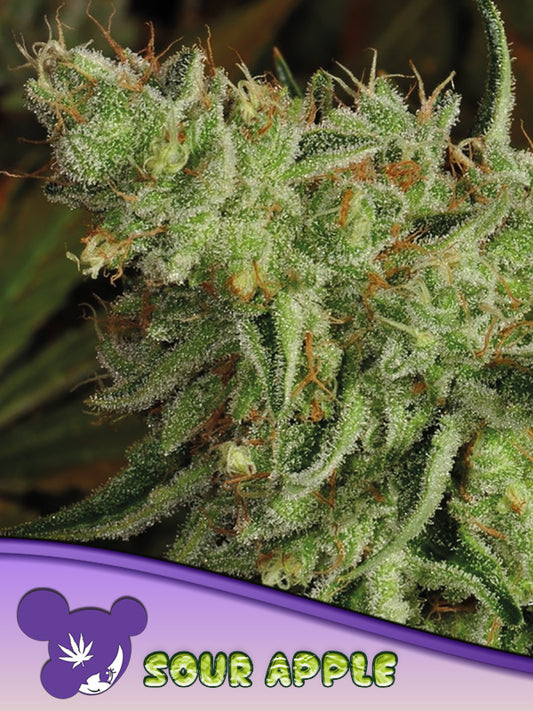 Anesia Sour Apple Fem 3St.