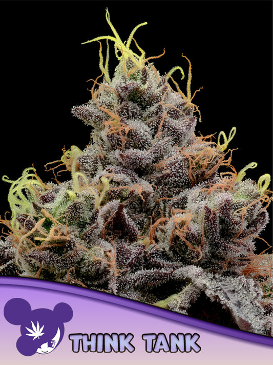 Anesia Think Tank Fem 3St.