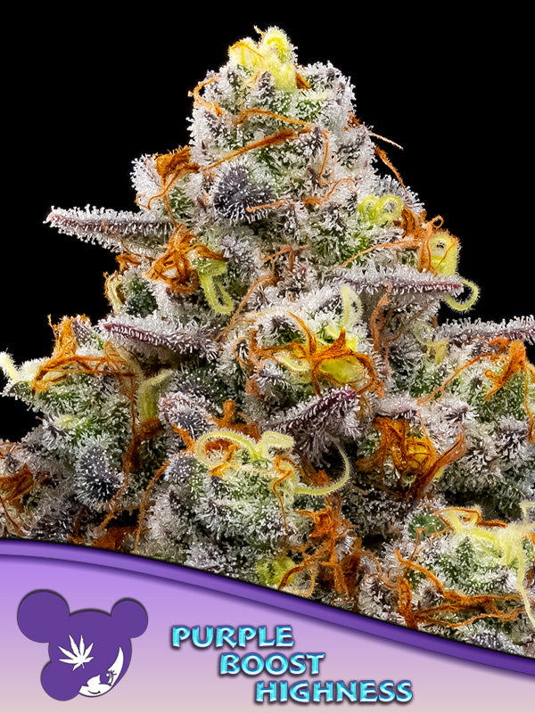Anesia Purple Boost Highness Fem 3St.