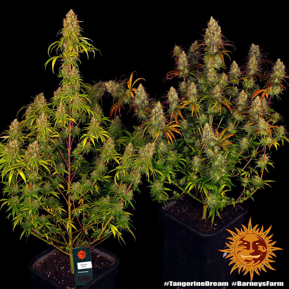 Barneys Farm Tangerine Dream Fem 3St.