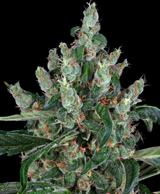 Barneys Farm Laughing Buddha Fem 3St.