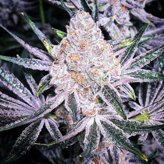 Ethos Purple Sunset RBX2 Fem 5St.