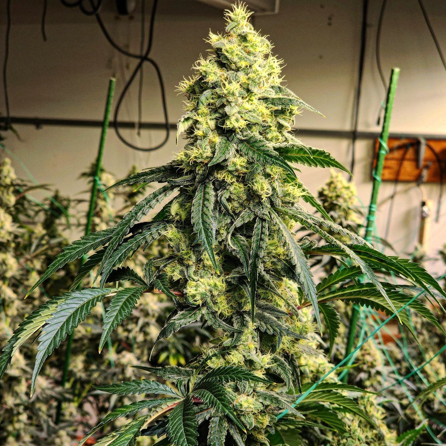 Ethos Sour G R1 Fem 5St.