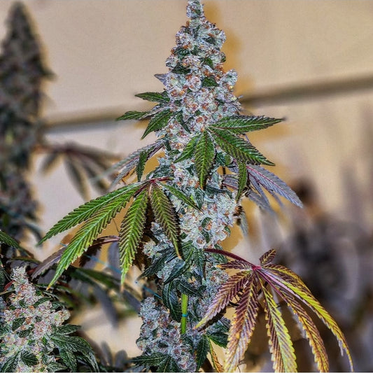 Ethos Cherry Pie OG S1 Fem 5St.