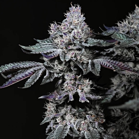 Ethos Nuggz R1 Fem 5St.