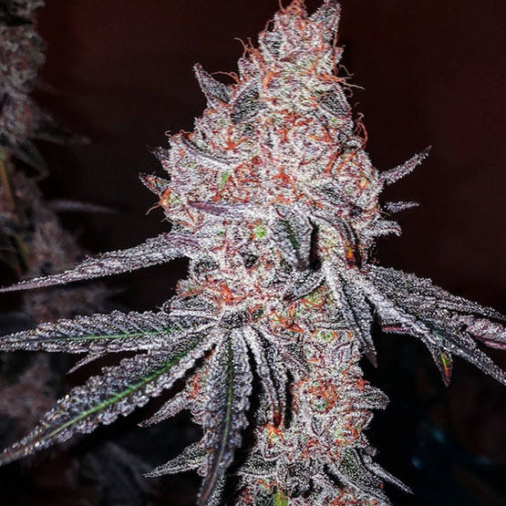 Ethos Strawberry Cookies OG R1 Fem 5St.