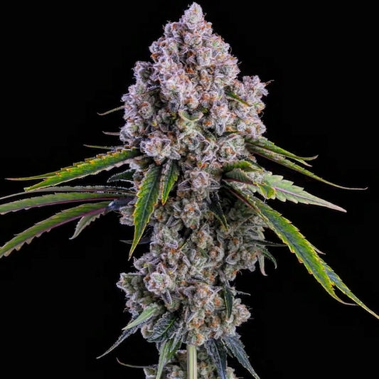 Ethos Pepe Silvia R1 Fem 5St.