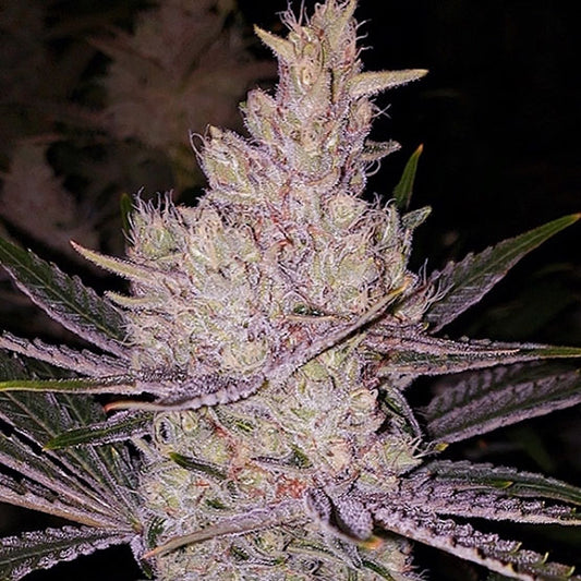 Ethos Orange Kush Cake R1 Fem 5St.