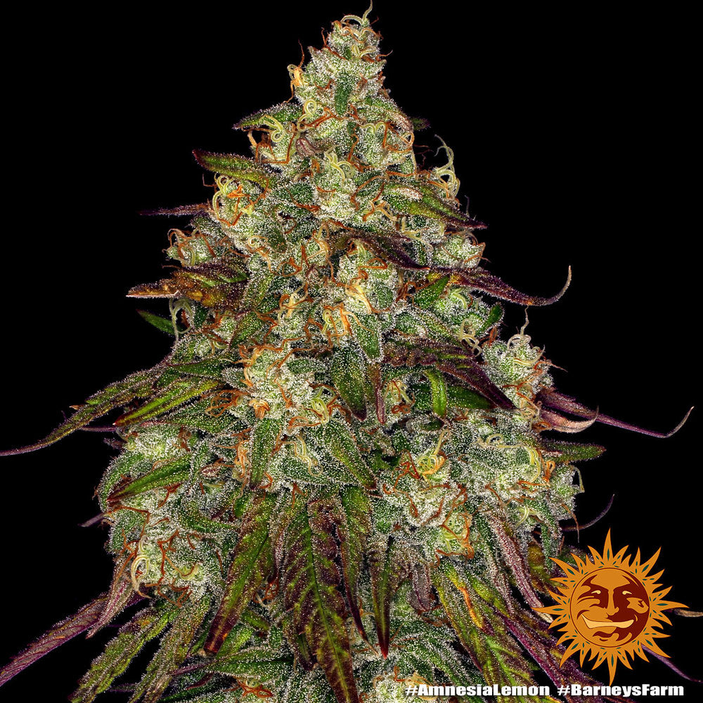 Barneys Farm Amnesia Lemon Fem 3St.