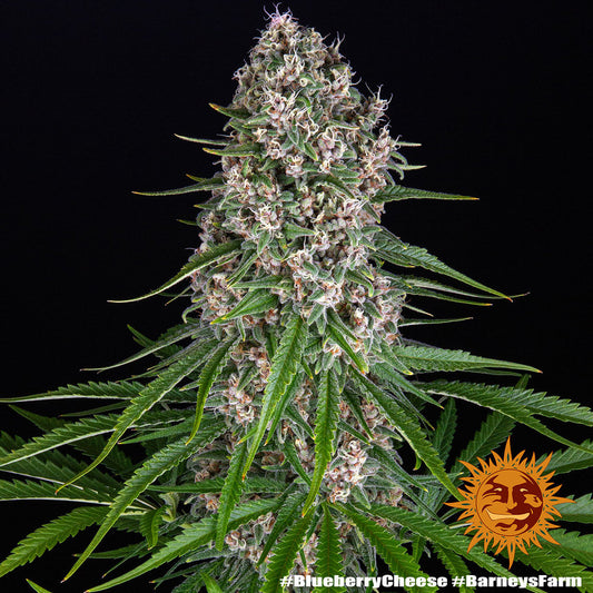 Barneys Farm Blue Cheese Fem 3St.