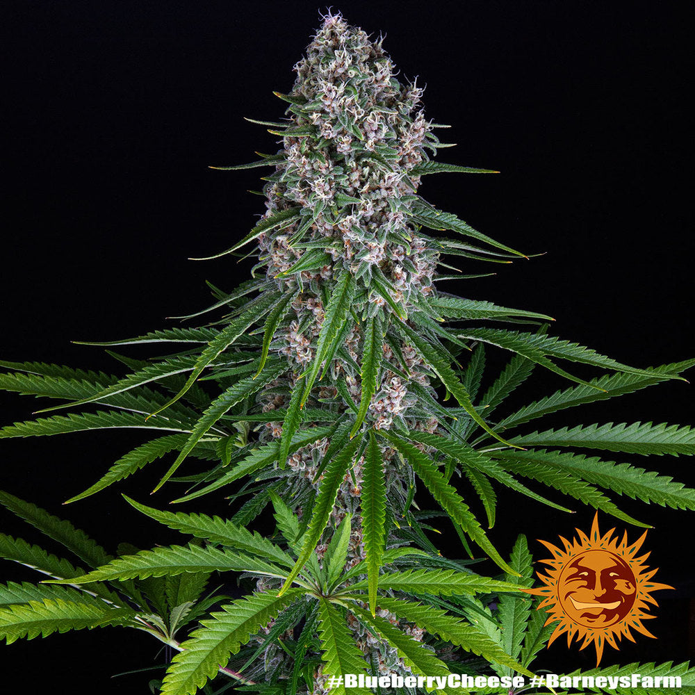 Barneys Farm Blue Cheese Fem 3St.
