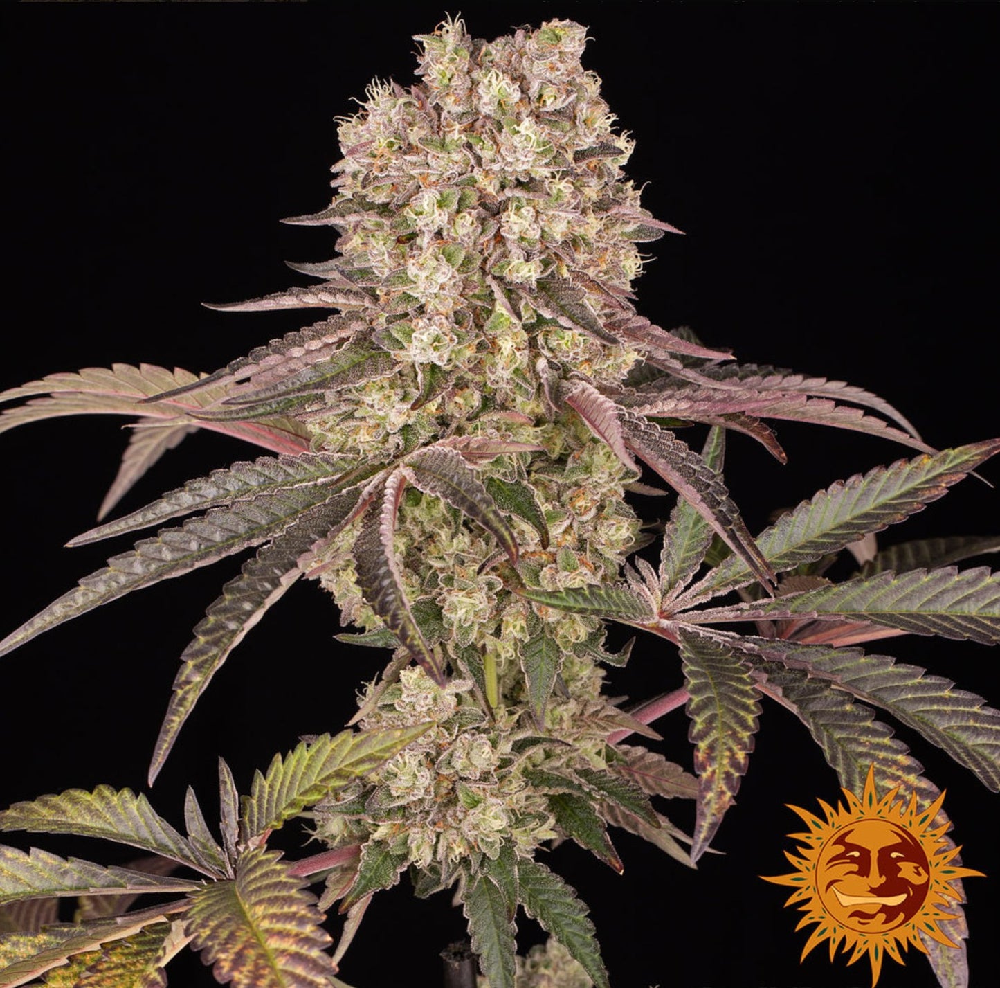 Barneys Farm Runtz Muffin Fem 3St.