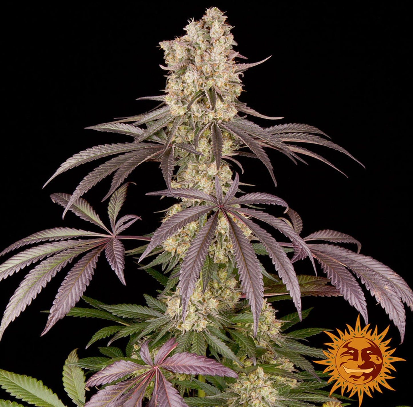 Barneys Farm Runtz Muffin Fem 3St.
