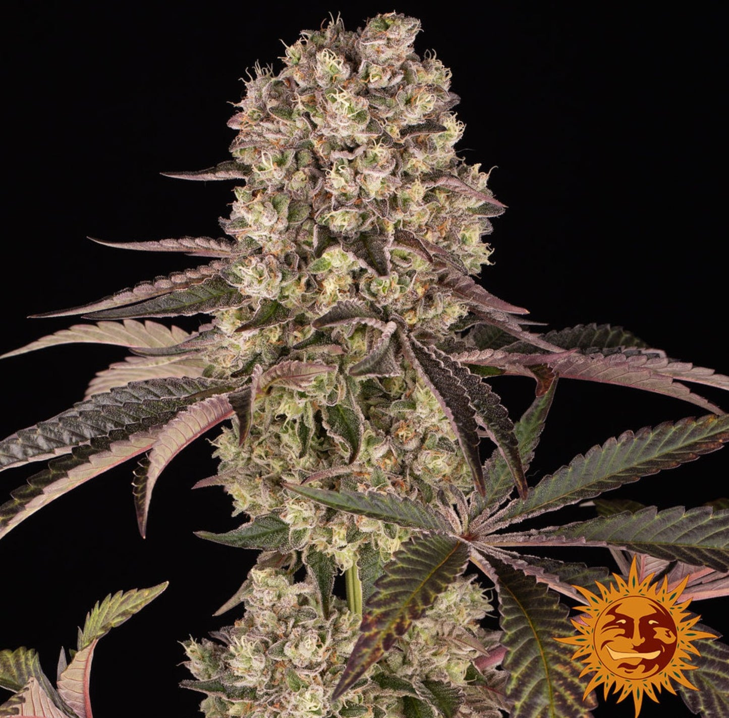 Barneys Farm Runtz Muffin Fem 3St.