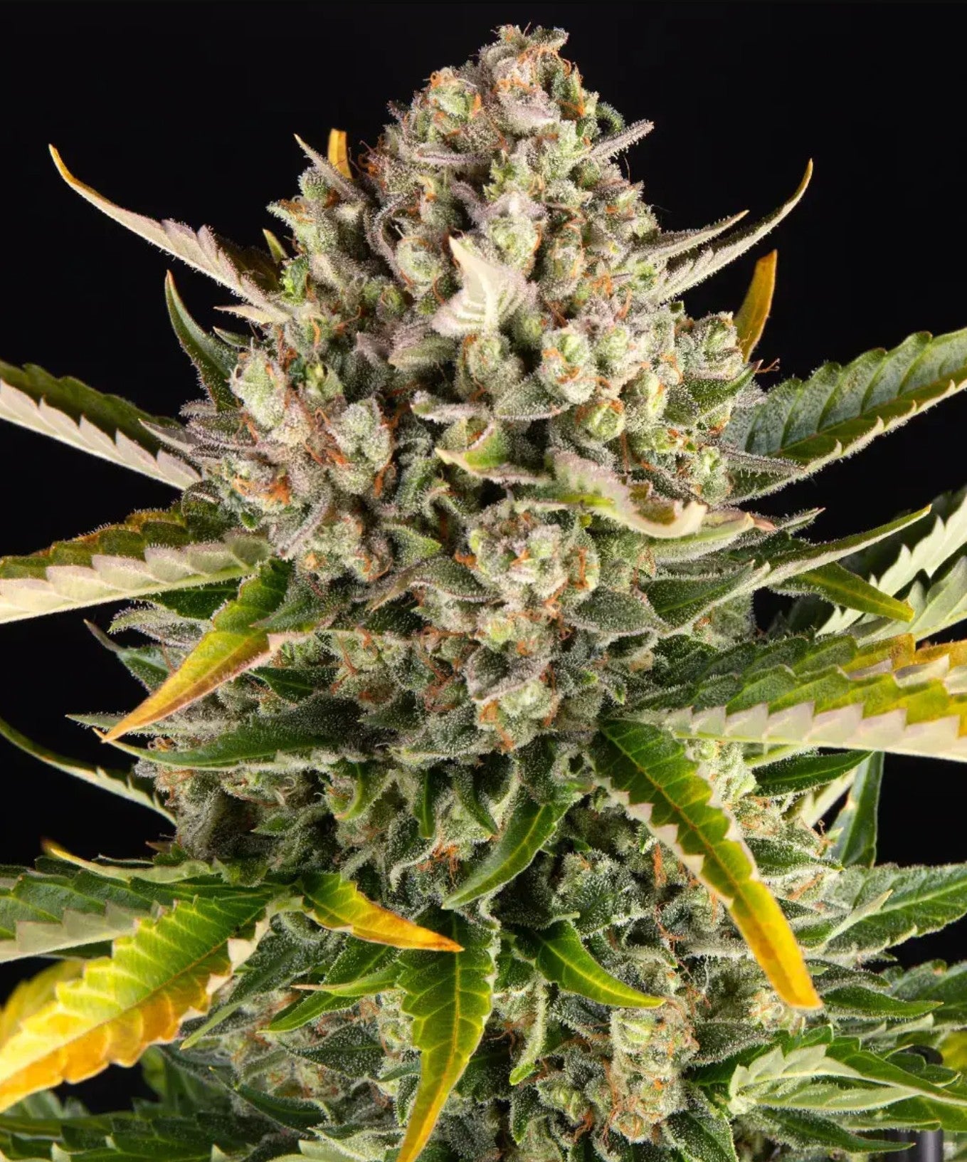 Barneys Farm Strawberry Cheesecake Auto Fem 3St.
