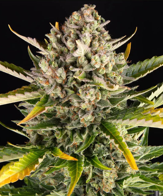 Barneys Farm Strawberry Cheesecake Auto Fem 3St.