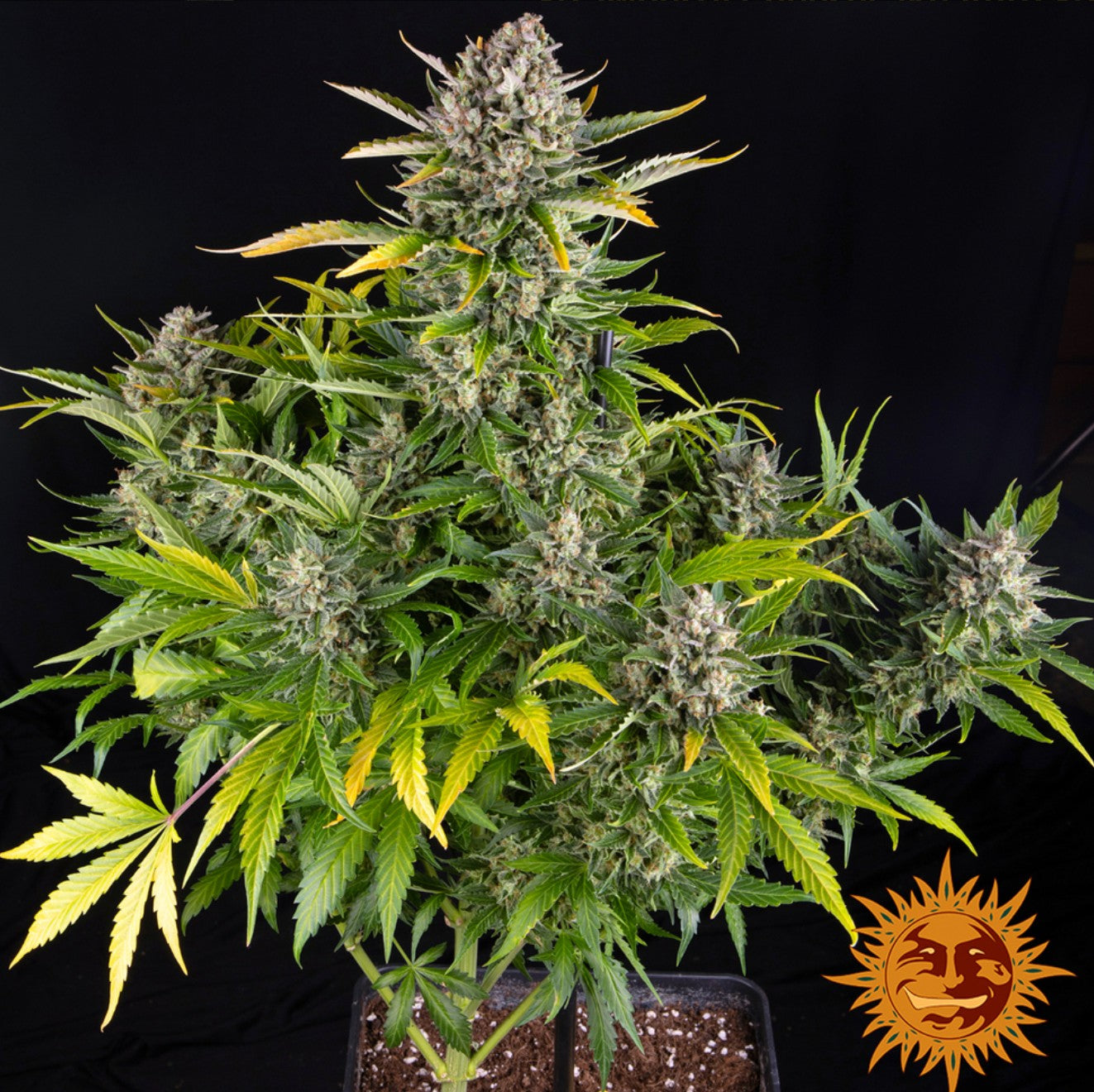 Barneys Farm Strawberry Cheesecake Auto Fem 3St.