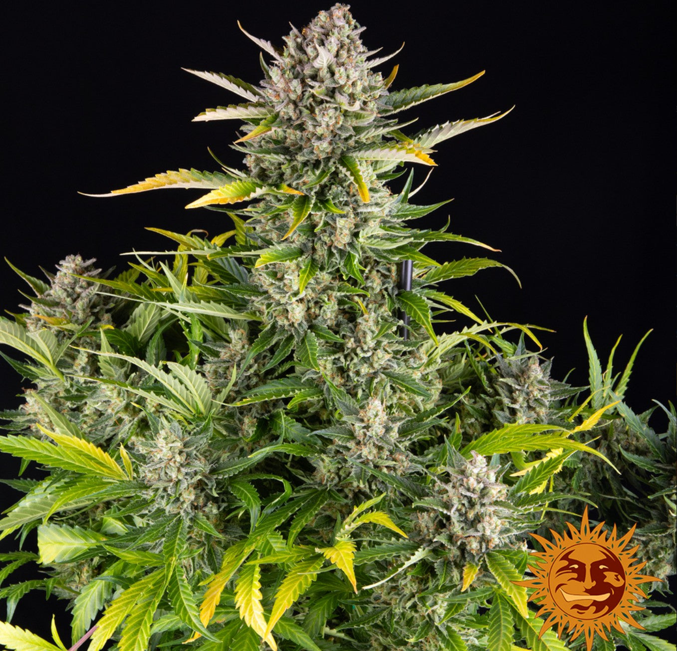 Barneys Farm Strawberry Cheesecake Auto Fem 3St.
