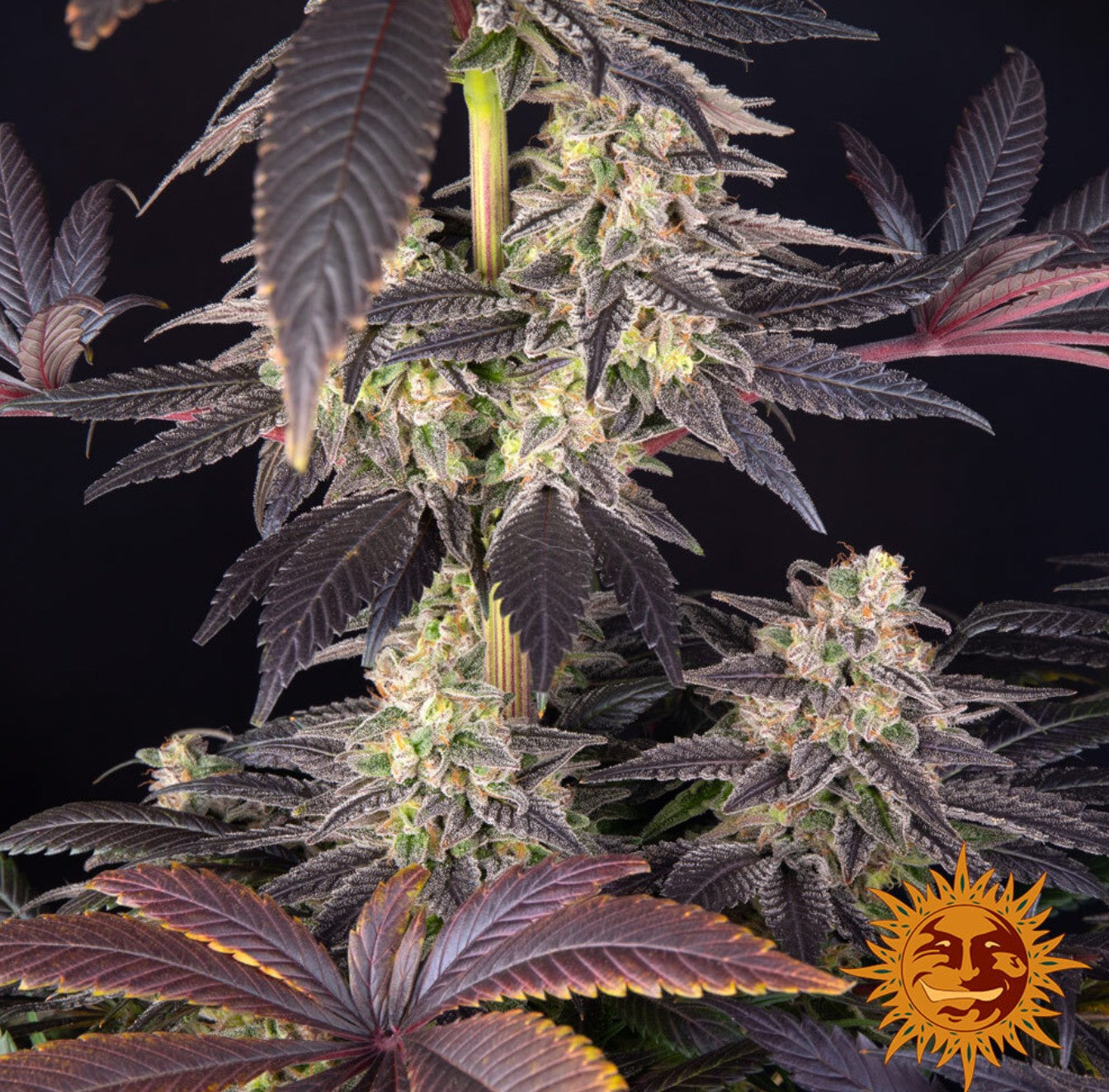 Barneys Farm White Runtz Fem 3St.